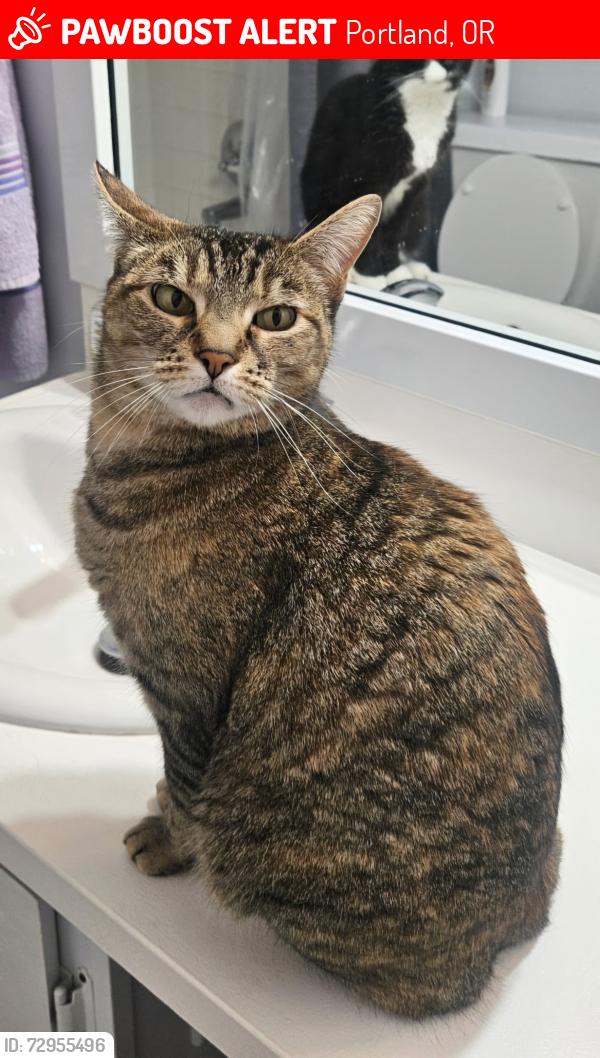 Lost Female Cat last seen Cookies on Ne 162nd halsey , Portland, OR 97230