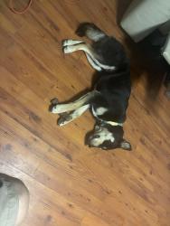 Reunited Male Dog last seen Near Juniper Crescent, Chesapeake, VA 23320, USA, Chesapeake, VA 23320