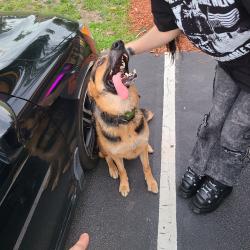 Reunited Male Dog last seen Hope Mills Rd, Fayetteville, NC, USA, Fayetteville, NC 28304