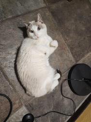 Reunited Male Cat last seen Southern and McClintock , Tempe, AZ 85282