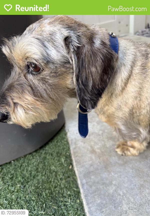 Reunited Male Dog last seen Ascella Lane, Winchester Rd, Murrieta, CA 92563