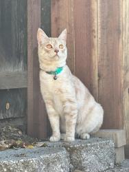 Lost Female Cat last seen Loretto Dr. and Rocky Ridge Dr., Roseville, CA 95661