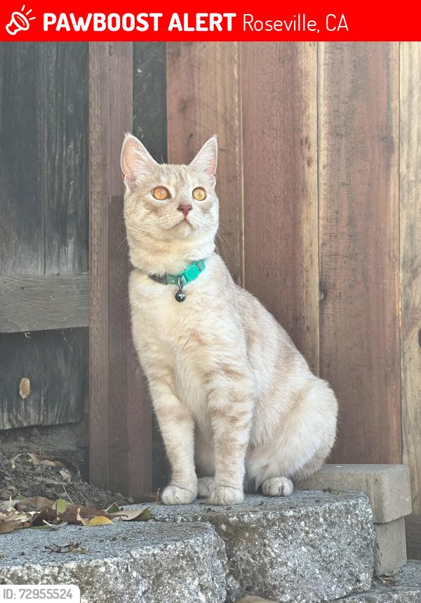 Lost Female Cat last seen Loretto Dr. and Rocky Ridge Dr., Roseville, CA 95661