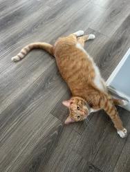 Reunited Male Cat last seen Bridge Point Pass and Tressel Wood DR, Cincinnati, OH 45248
