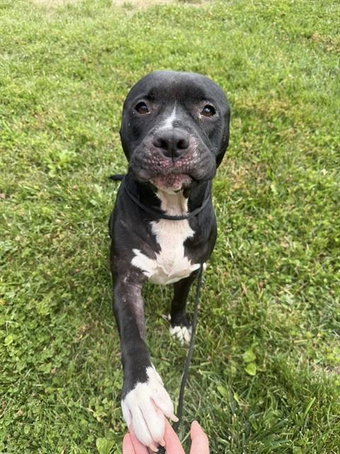 Shelter Stray Male Dog last seen Near BLOCK HACIENDA DR, Watterson Park, KY 40218