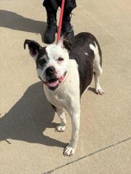 Shelter Stray Male Dog last seen Near BLOCK E JEFFERSON ST, Watterson Park, KY 40218