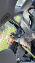 Reunited Male Dog last seen Michael drive/105th, Palos Hills, IL 60465