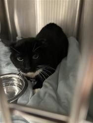 Shelter Stray Male Cat last seen Near BLOCK N PARKWAY DR, FRESNO CA 93728 2724, Fresno, CA 93727