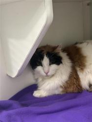 Shelter Stray Female Cat last seen Near BLOCK N PARKWAY DR, FRESNO CA 93728 2724, Fresno, CA 93727