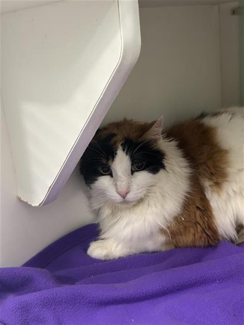 Shelter Stray Female Cat last seen Near BLOCK N PARKWAY DR, FRESNO CA 93728 2724, Fresno, CA 93727