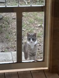 Found/Stray Unknown Cat last seen Hutchins Dr, Garner, NC 27529