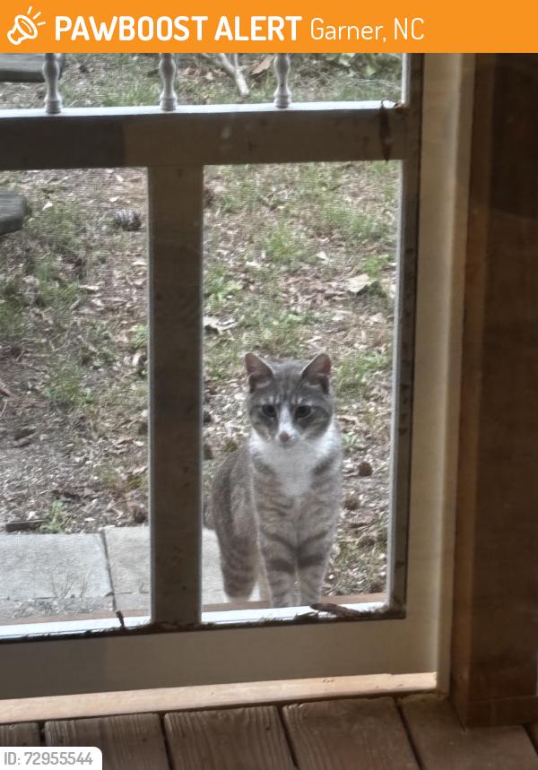 Found/Stray Unknown Cat last seen Hutchins Dr, Garner, NC 27529