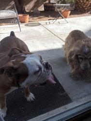 Found/Stray Male Dog last seen Jones and Robindale, Enterprise, NV 89139