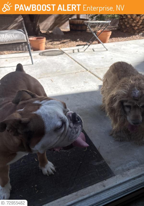 Found/Stray Male Dog last seen Jones and Robindale, Enterprise, NV 89139