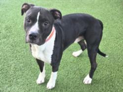 Shelter Stray Male Dog last seen , Los Angeles, CA 91405
