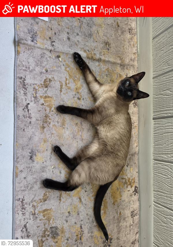 Lost Male Cat last seen W College Avenue and Linwood Ave, Appleton, WI 54914