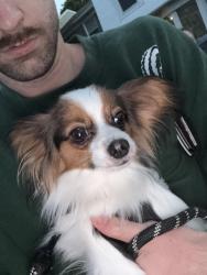 Found/Stray Female Dog last seen holland road and rosemont, Virginia Beach, VA 23453