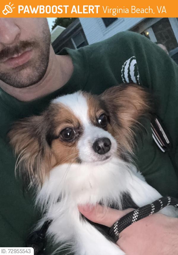 Found/Stray Female Dog last seen holland road and rosemont, Virginia Beach, VA 23453