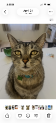 Lost Male Cat last seen Cortaro/ Hartman , Tucson, AZ 85742