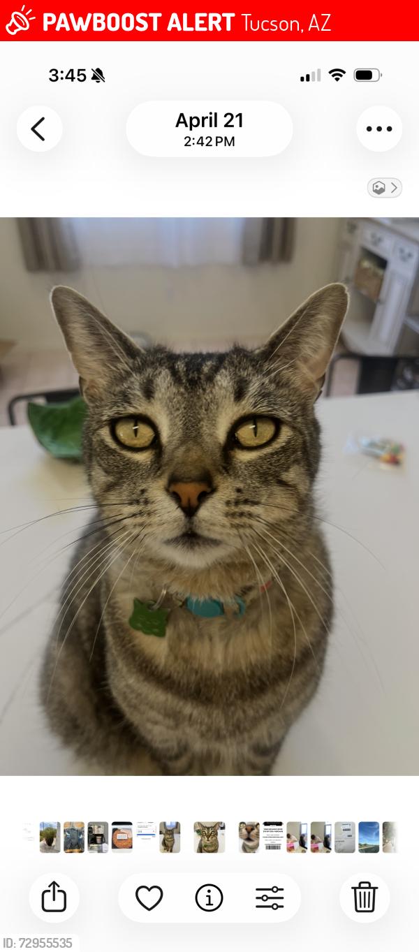 Lost Male Cat last seen Cortaro/ Hartman , Tucson, AZ 85742
