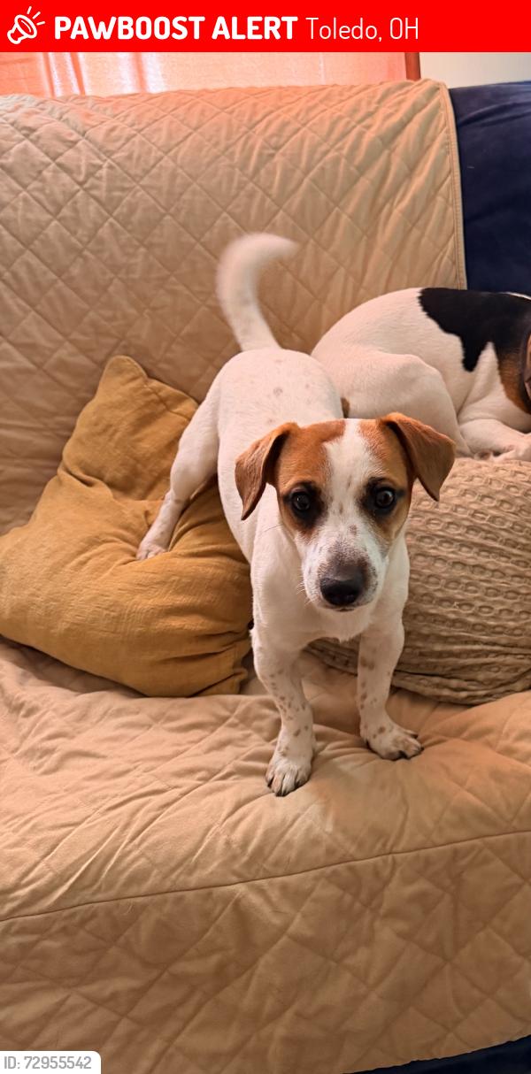 Lost Male Dog last seen Chestnut st, Toledo, OH 43608