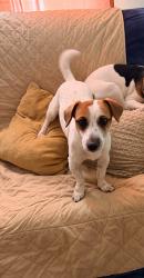 Lost Male Dog last seen Chestnut st, Toledo, OH 43608