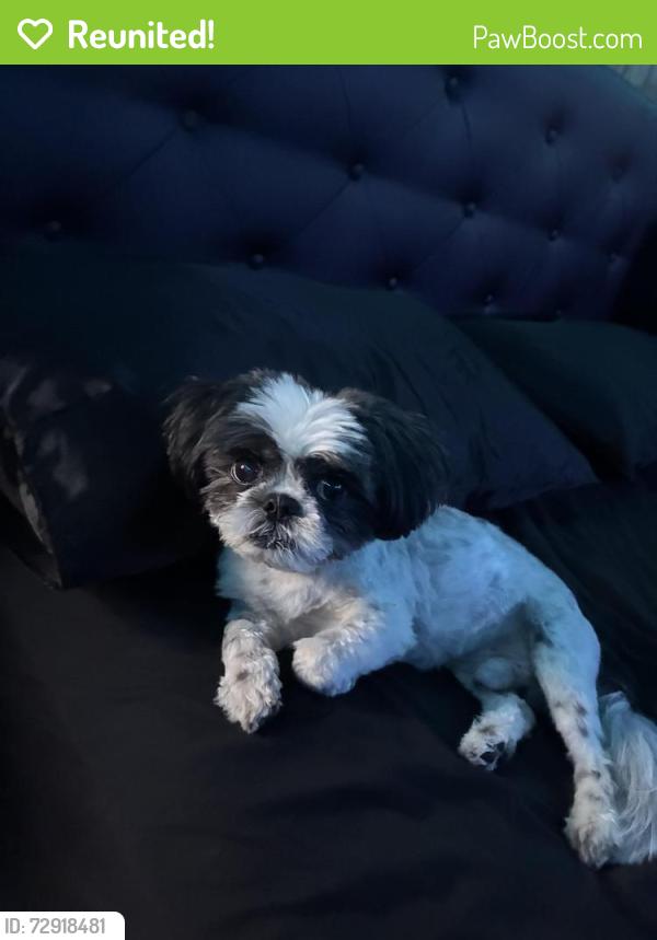 Reunited Male Dog last seen Near silver st Bayonne nj, Bayonne, NJ 07002