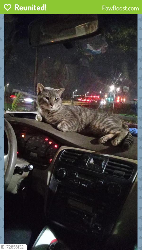 Reunited Male Cat last seen  Indian harbor/ Comanche harbor , Granbury, TX 76048