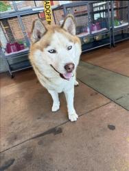 Shelter Stray Male Dog last seen , Los Angeles, CA 91405