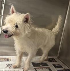 Shelter Stray Female Dog last seen , Los Angeles, CA 91405