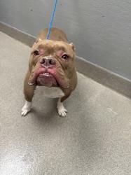 Shelter Stray Male Dog last seen Near BLOCK EL PARQUE AVE, LAS VEGAS NV 89146, Las Vegas, NV 89101