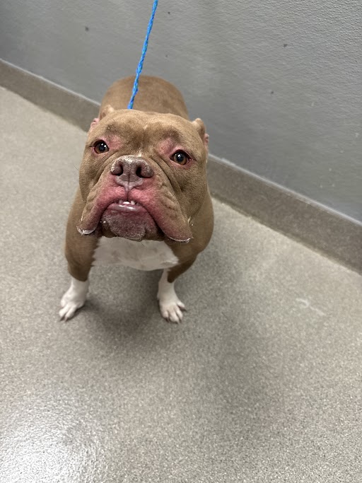 Shelter Stray Male Dog last seen Near BLOCK EL PARQUE AVE, LAS VEGAS NV 89146, Las Vegas, NV 89101
