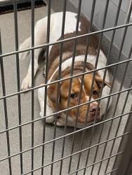 Shelter Stray Male Dog last seen Near BLOCK NEEDLES HWY, LAUGHLIN NV 89029, Las Vegas, NV 89101