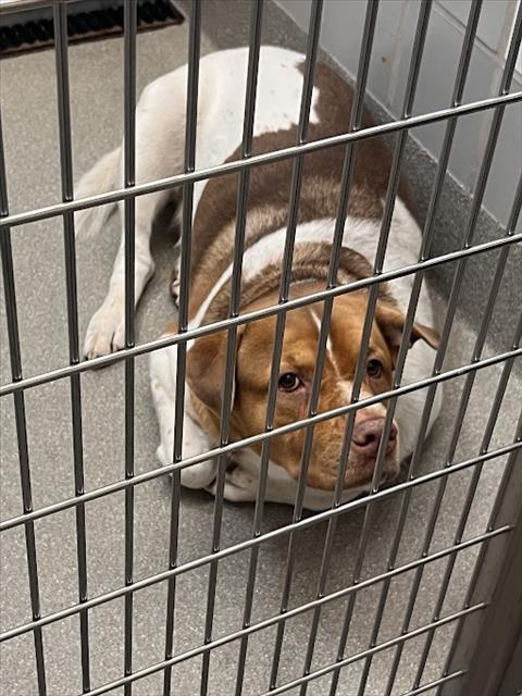 Shelter Stray Male Dog last seen Near BLOCK NEEDLES HWY, LAUGHLIN NV 89029, Las Vegas, NV 89101