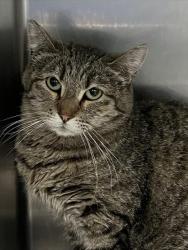 Shelter Stray Female Cat last seen Near BLOCK PATRIOTIC LN, NORTH LAS VEGAS NV 89032, Las Vegas, NV 89101
