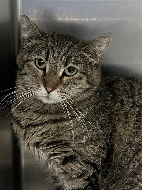 Shelter Stray Female Cat last seen Near BLOCK PATRIOTIC LN, NORTH LAS VEGAS NV 89032, Las Vegas, NV 89101