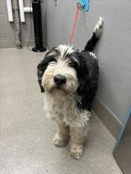 Shelter Stray Male Dog last seen Near BLOCK W FISHER AVE, LAS VEGAS NV 89149, Las Vegas, NV 89101