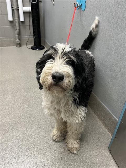 Shelter Stray Male Dog last seen Near BLOCK W FISHER AVE, LAS VEGAS NV 89149, Las Vegas, NV 89101