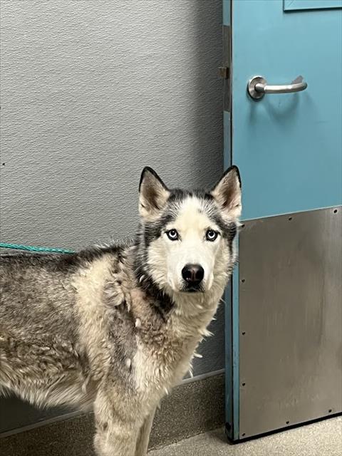 Shelter Stray Male Dog last seen Near BLOCK E ST LOUIS AVE, LAS VEGAS NV 89104, Las Vegas, NV 89101