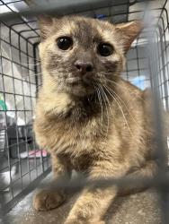 Shelter Stray Female Cat last seen Near BLOCK E DIANA DR, NORTH LAS VEGAS NV 89030, Las Vegas, NV 89101