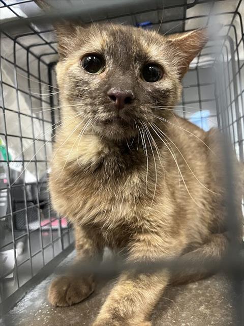 Shelter Stray Female Cat last seen Near BLOCK E DIANA DR, NORTH LAS VEGAS NV 89030, Las Vegas, NV 89101