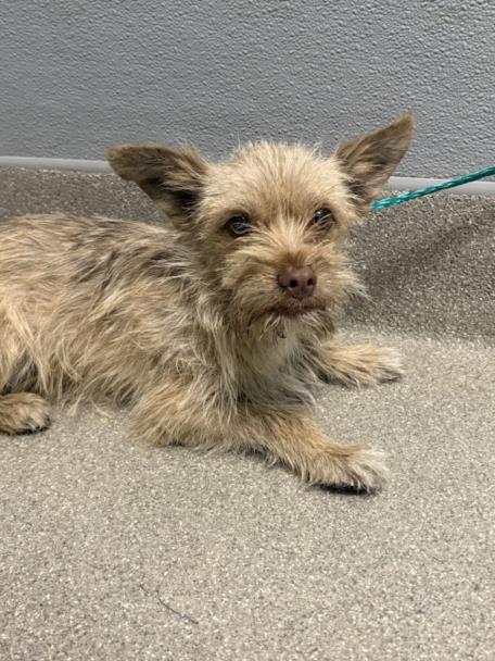 Shelter Stray Male Dog last seen Near BLOCK WESTCLIFF DR, LAS VEGAS NV 89145, Las Vegas, NV 89101