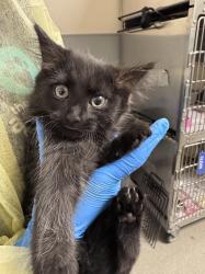 Shelter Stray Male Cat last seen Near BLOCK BALBOA AVE, LAS VEGAS NV 89169, Las Vegas, NV 89101