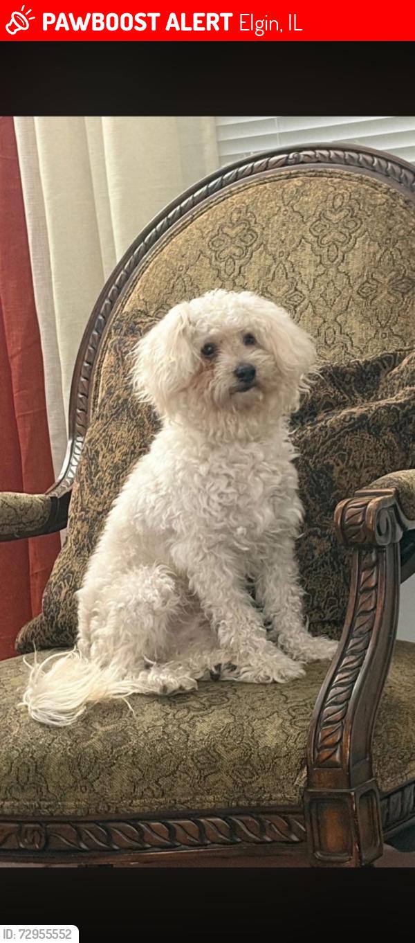 Lost Male Dog last seen bowen ct , Elgin, IL 60120