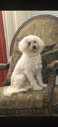 Lost Male Dog last seen bowen ct , Elgin, IL 60120