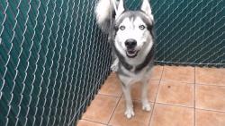 Shelter Stray Male Dog last seen , Downey, CA 90242