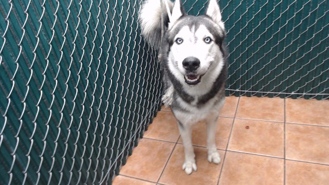 Shelter Stray Male Dog last seen , Downey, CA 90242