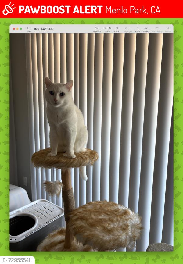 Lost Male Cat last seen Near Willow Road, Menlo Park, CA 94025