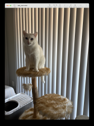 Lost Male Cat last seen Near Willow Road, Menlo Park, CA 94025