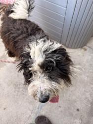 Found/Stray Female Dog last seen Saint Andrew’s & Greenville , Santa Ana, CA 92703